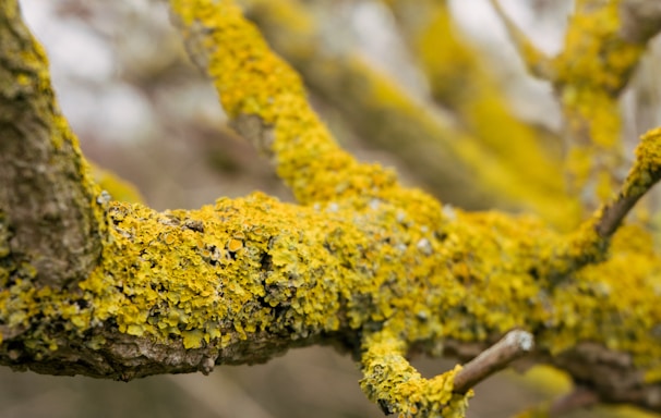 yellow moss on brown tree branch