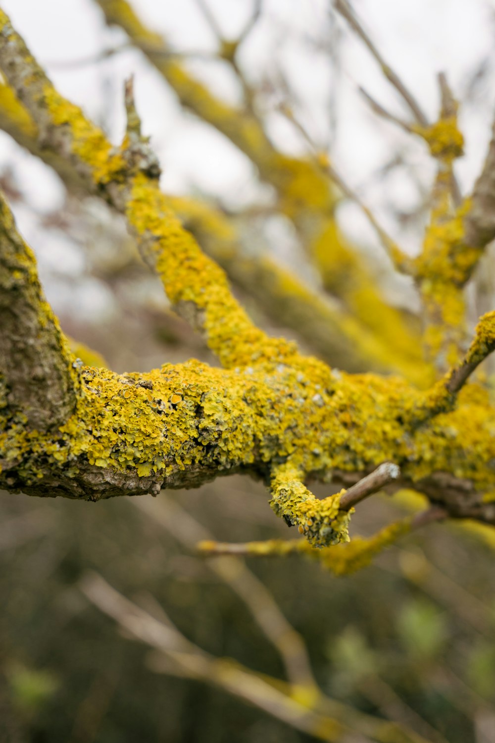 yellow moss on brown tree branch