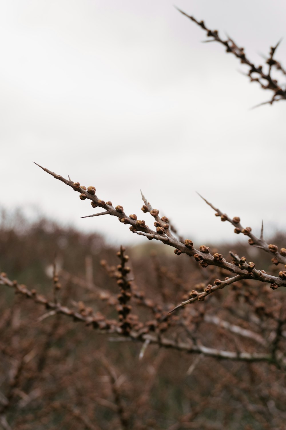 brown dried plant in tilt shift lens