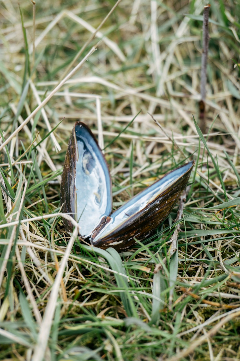 braunes und weißes Blatt auf grünem Gras