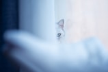A curious white cat peeking out from behind a curtain.