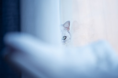 A curious white cat peeking out from behind a curtain.