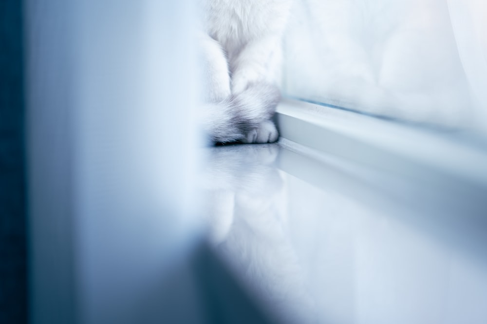 white cat on white window