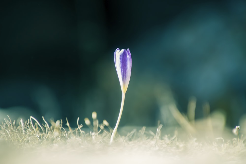 昼間に咲く紫色のクロッカスの花