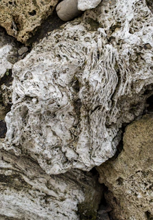 A detailed close-up of a textured rock formation in a natural setting.