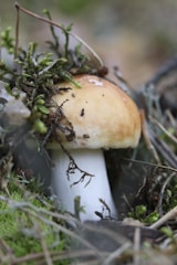 white and brown mushroom on green grass