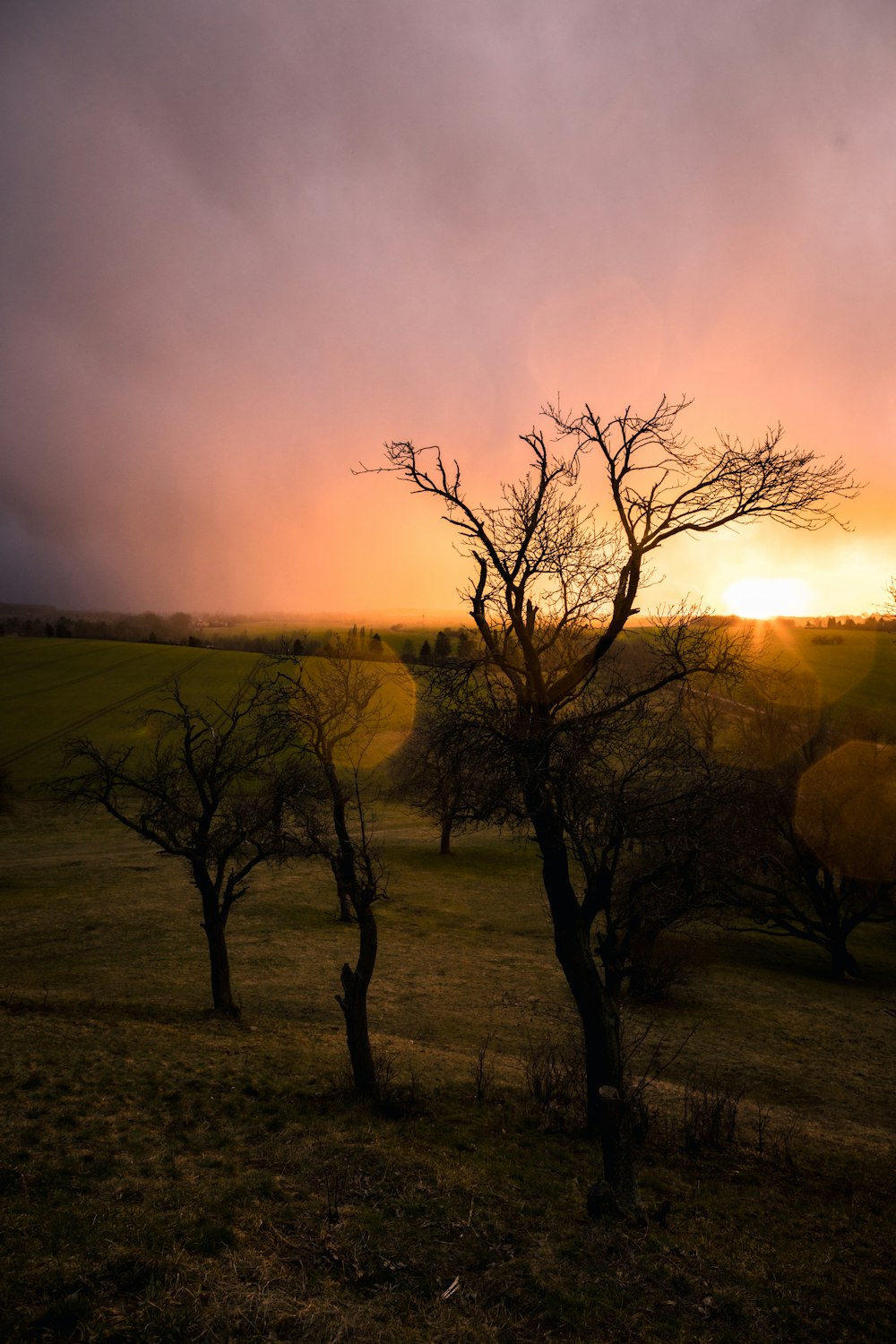 leafless tree on green grass field during daytime