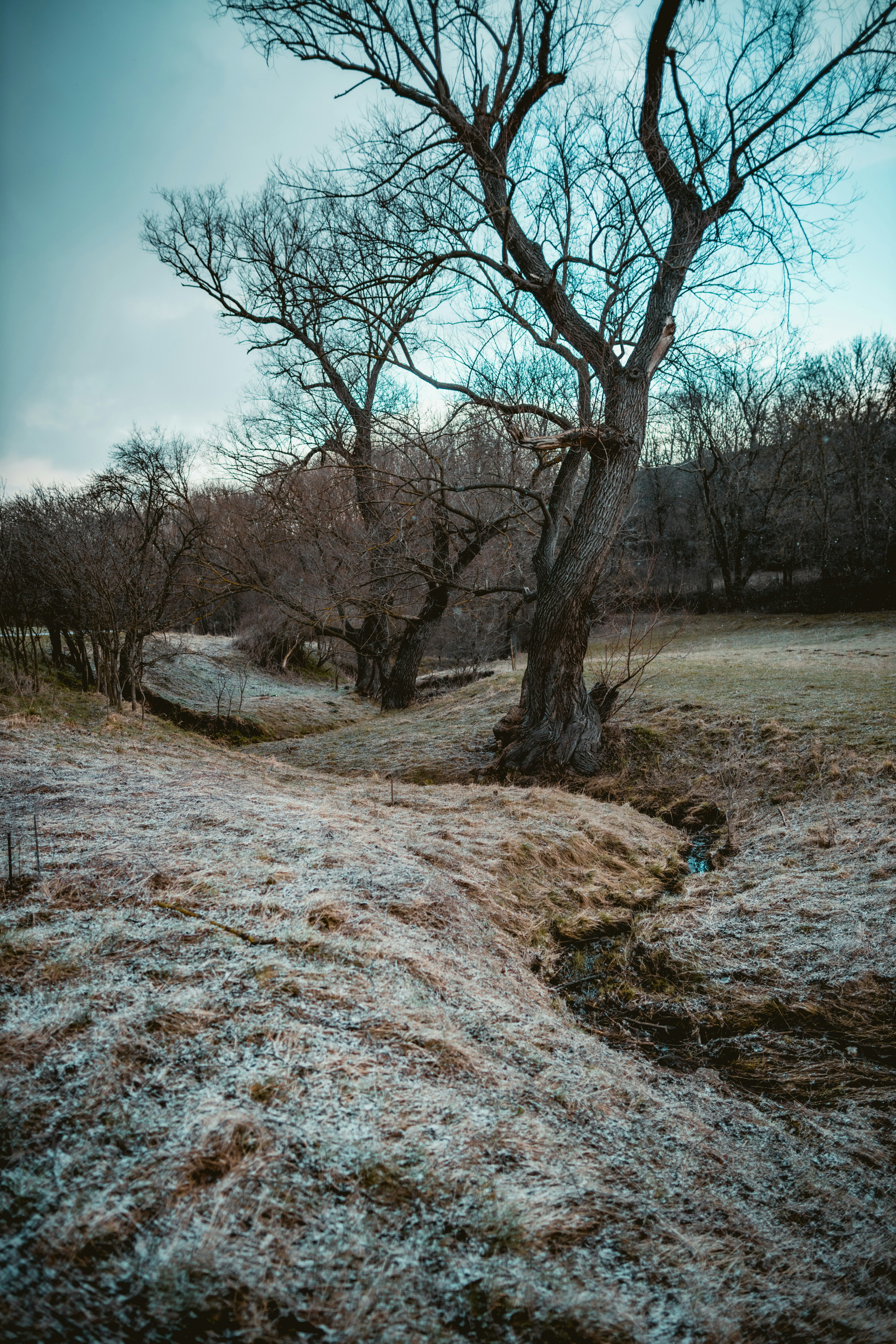 Blattlose Bäume auf braunem Feld unter blauem Himmel tagsüber