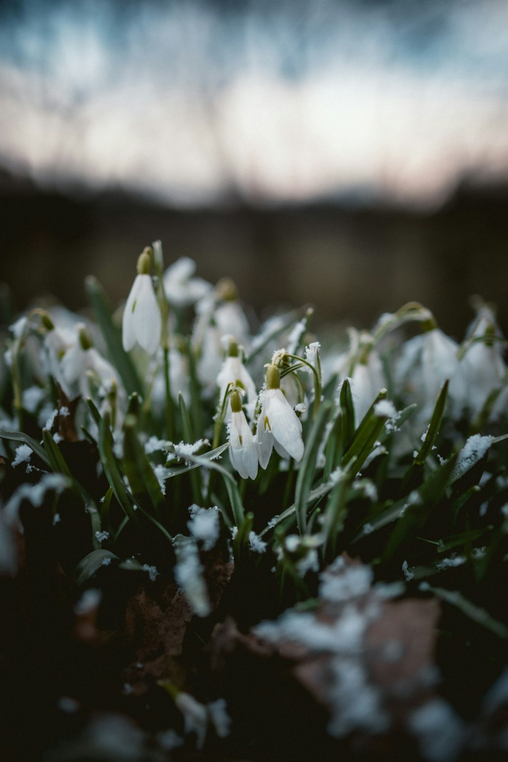 white flowers with green leaves