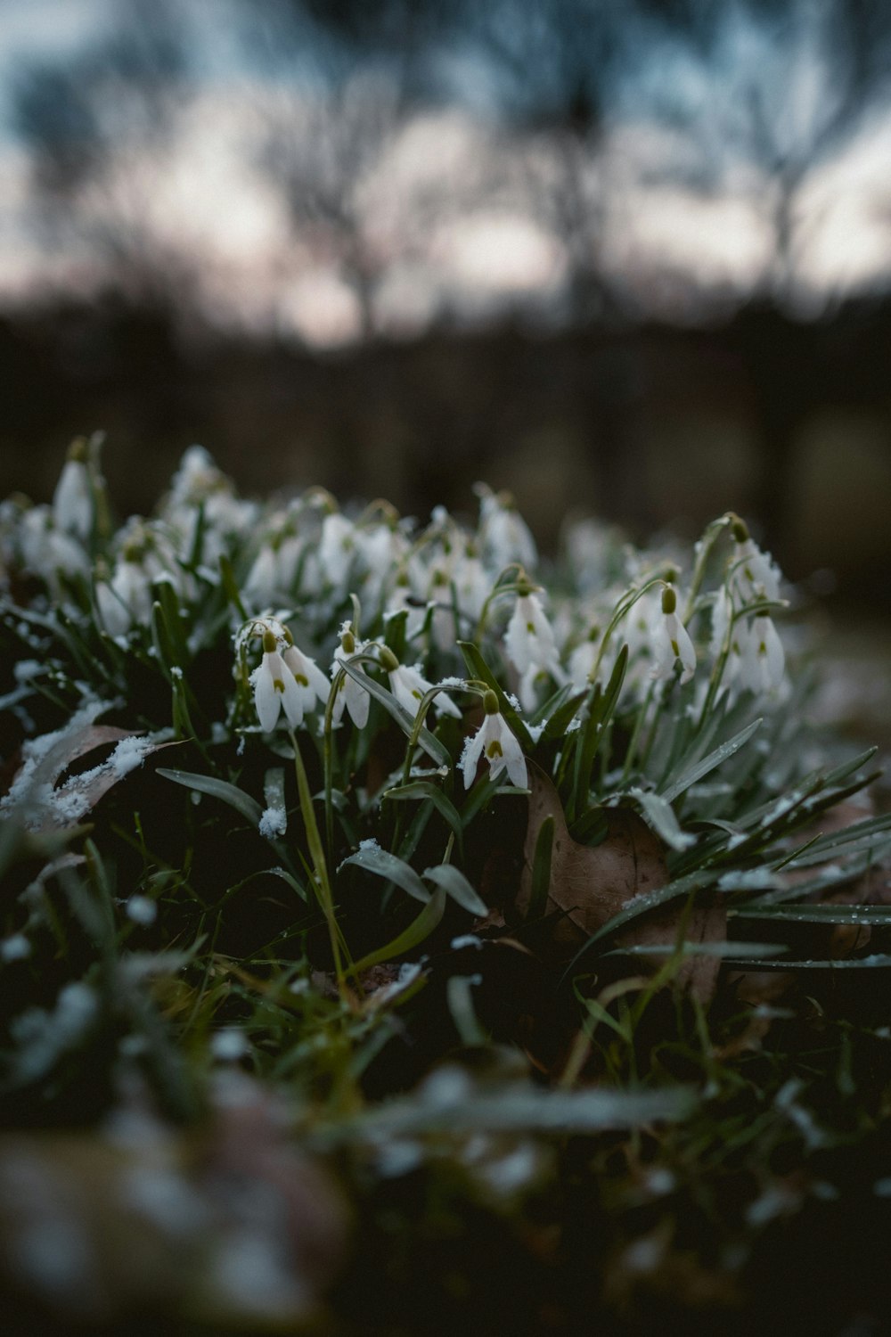 white flowers on green grass