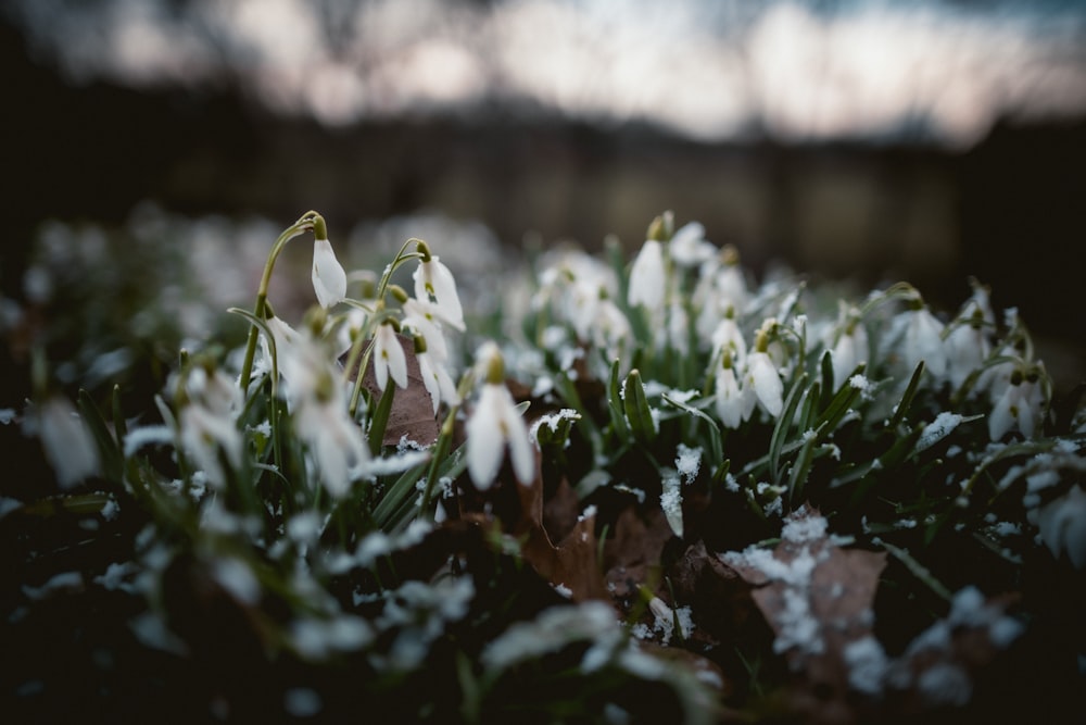 white flowers on brown soil