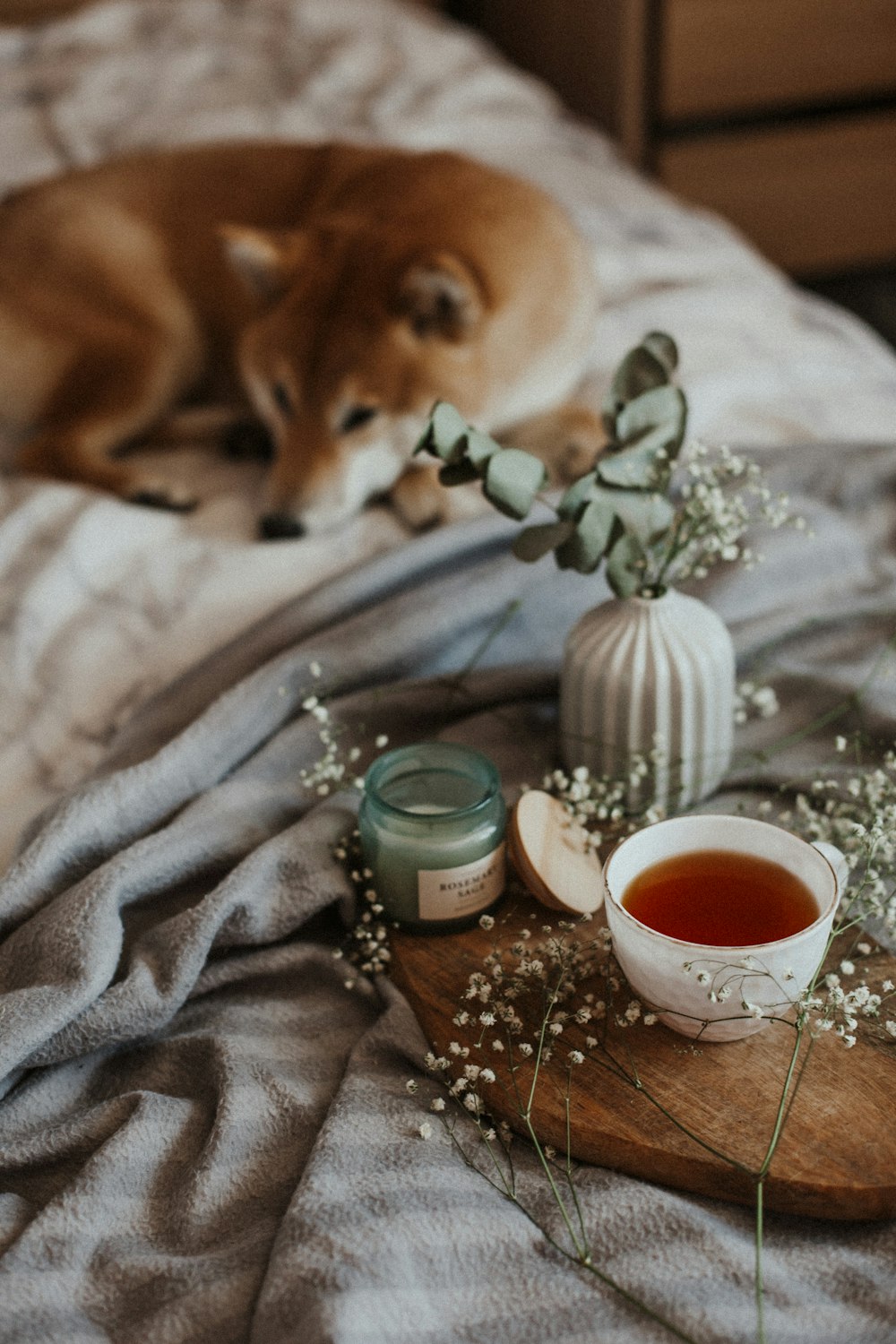 brown and white short coated dog lying on gray textile