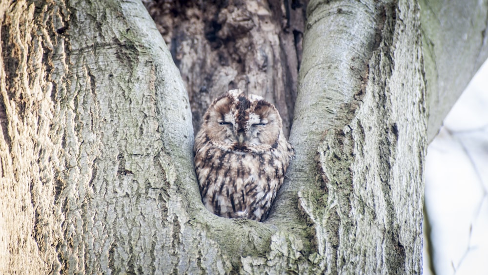 brown and white owl on brown tree trunk