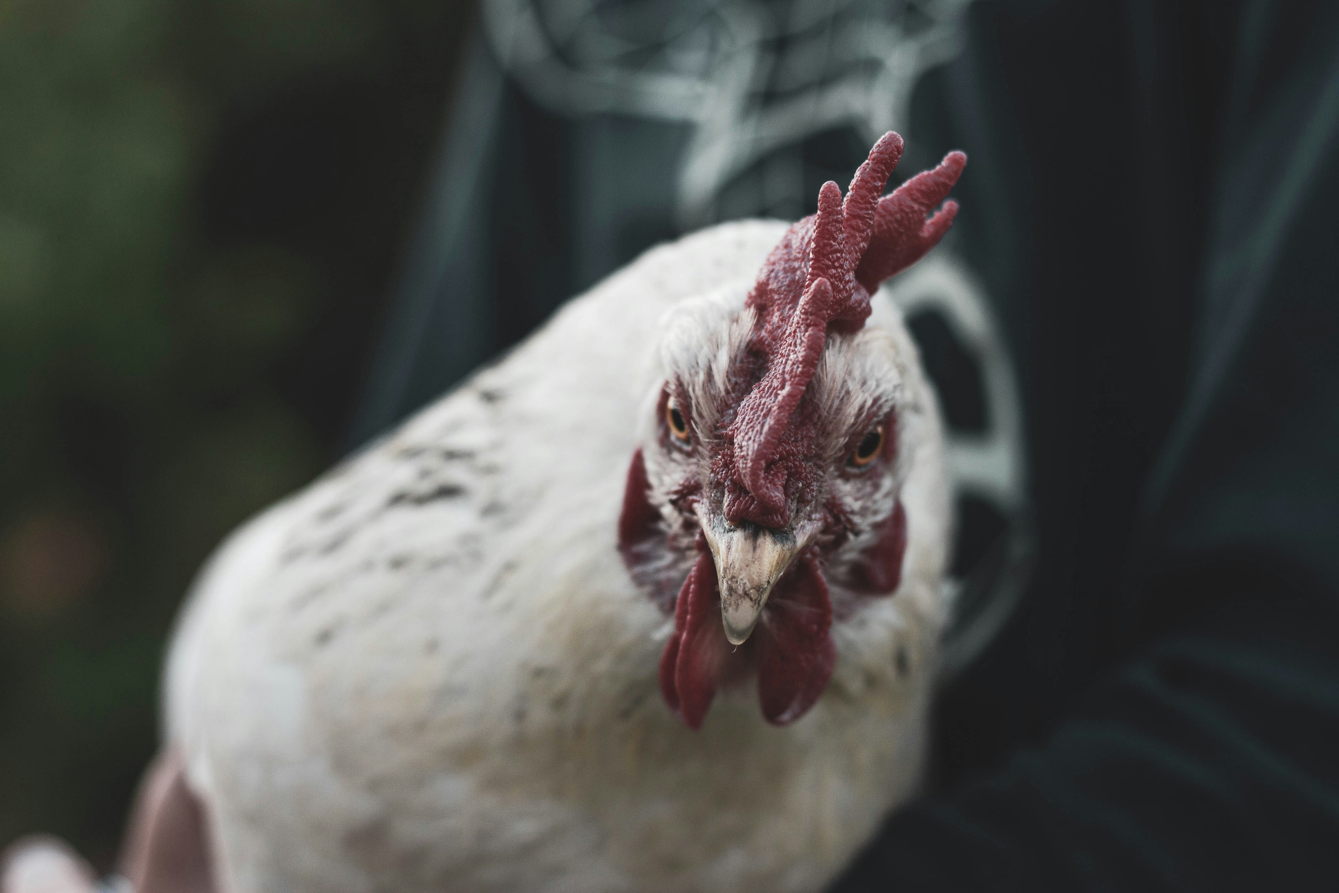 Se Salio El Pollo Menu