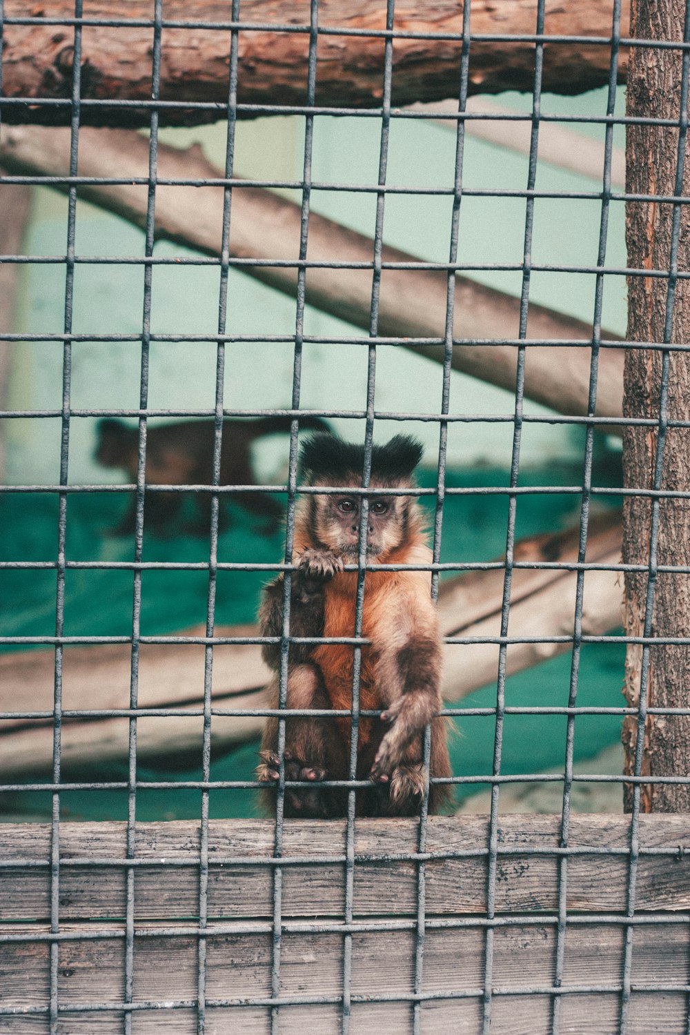 black and brown monkey on brown wooden branch