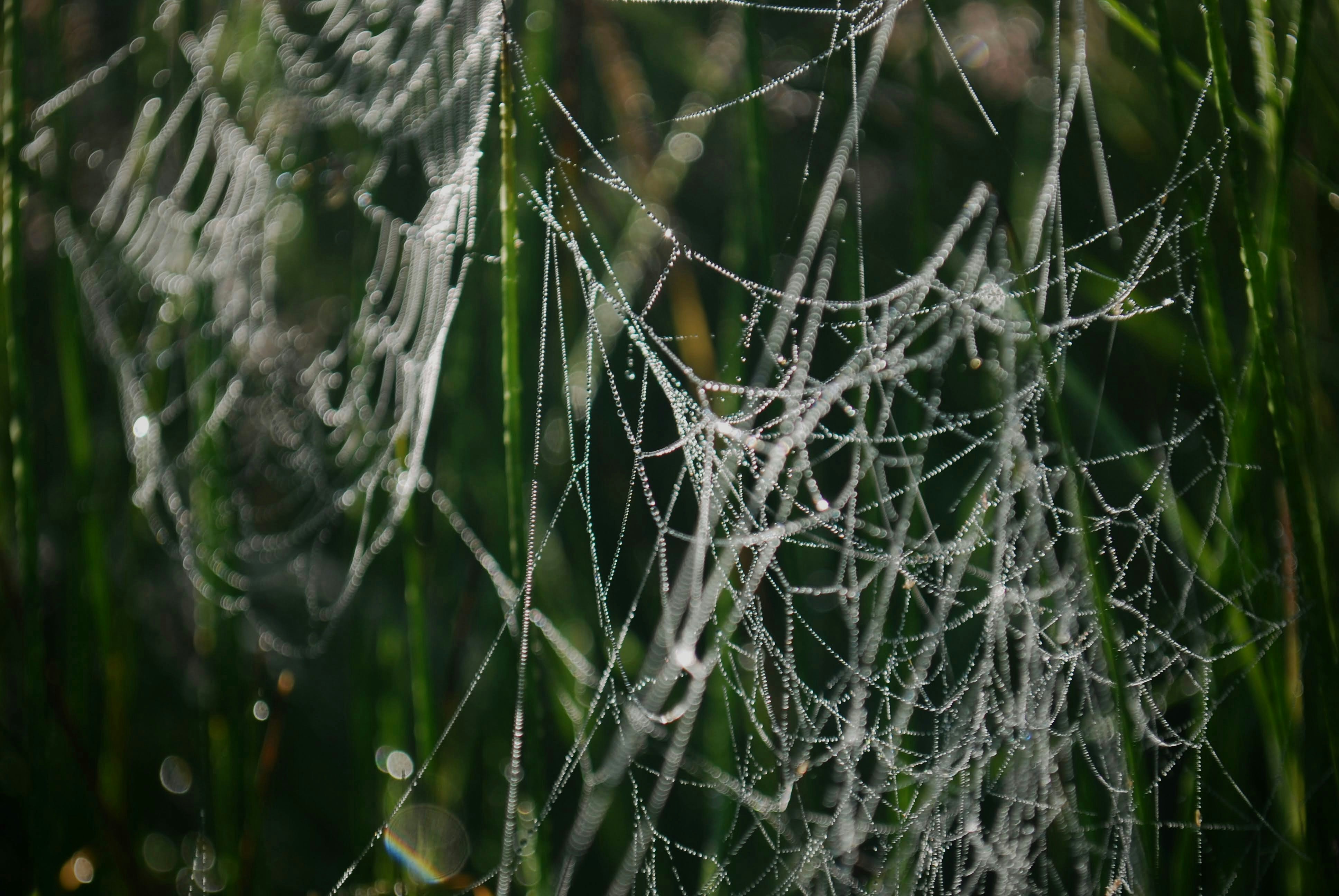 Spinnennetz in Nahaufnahmen