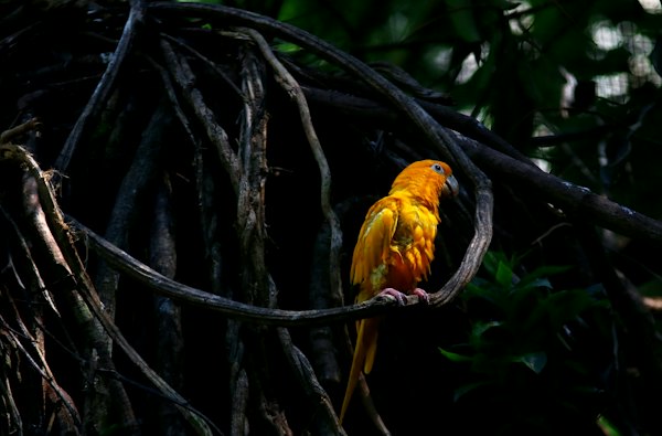 Yellow and red bird on tree branch — Foz do Iguaçu, Brazil