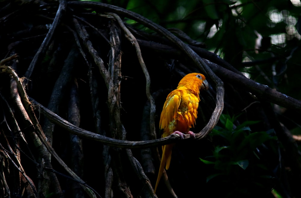 yellow and red bird on tree branch
