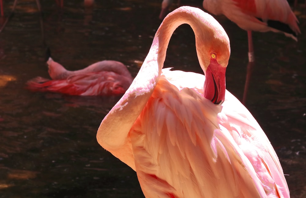 pink flamingo on water during daytime