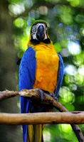 blue yellow and green parrot on brown tree branch