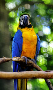 blue yellow and green parrot on brown tree branch