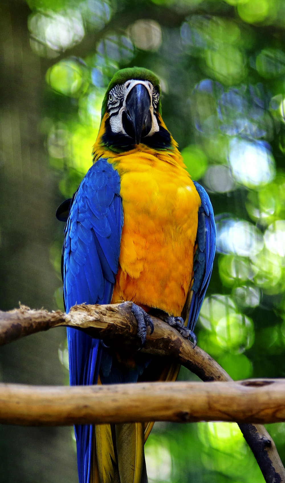 blue yellow and green parrot on brown tree branch