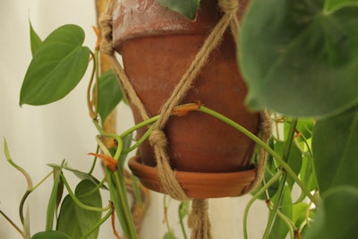 Handwoven vintage rattan pot hanging gracefully with lush greenery.