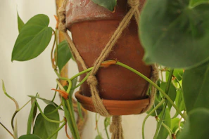 A clear acrylic hanging plant vase suspended by twine, cradling a trailing ivy.