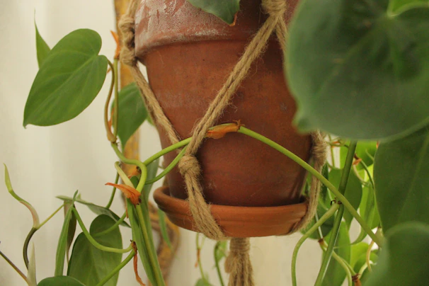 Bohemian-style macrame plant hanger holding a lush green fern, suspended in natural sunlight