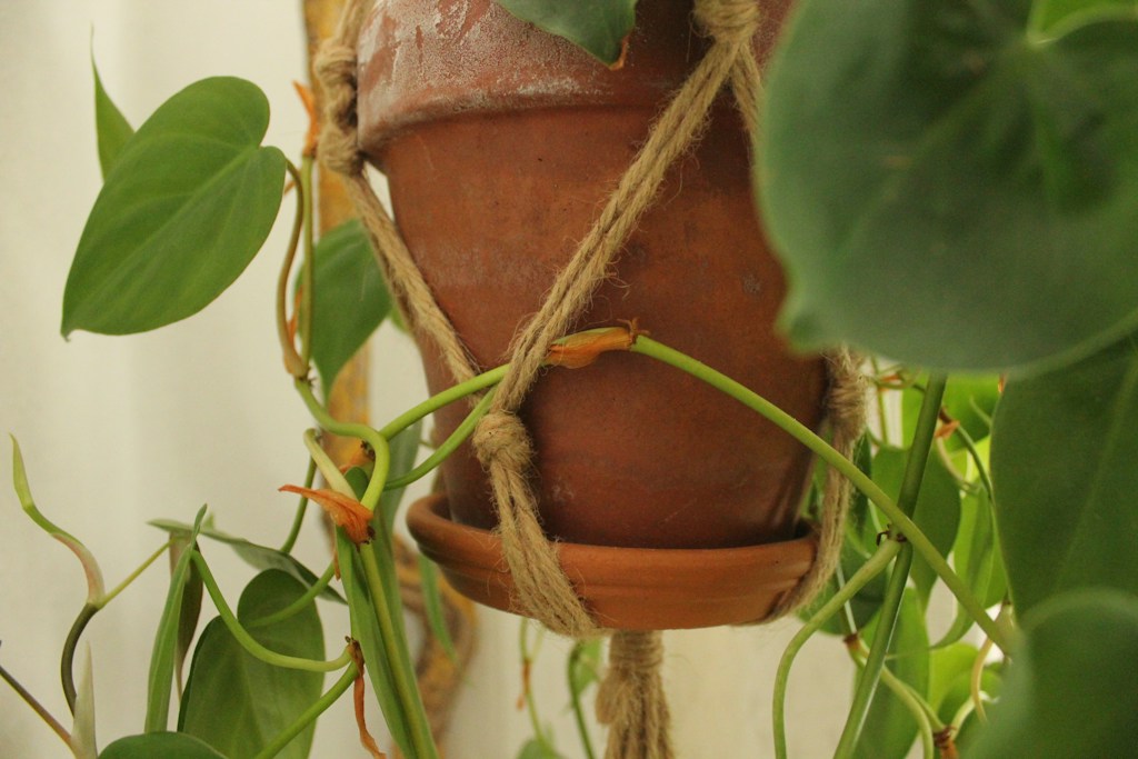 Willow Plant Hanger