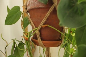 ম্যাক্রামে প্ল্যান্ট হ্যাঙ্গার