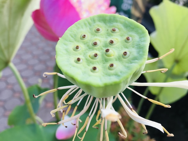 A close-up view of a lotus seed pod with visible green seeds arranged in a circular pattern. Surrounding it are lotus petals and filaments in various stages of bloom, with some pink petals visible in the background.