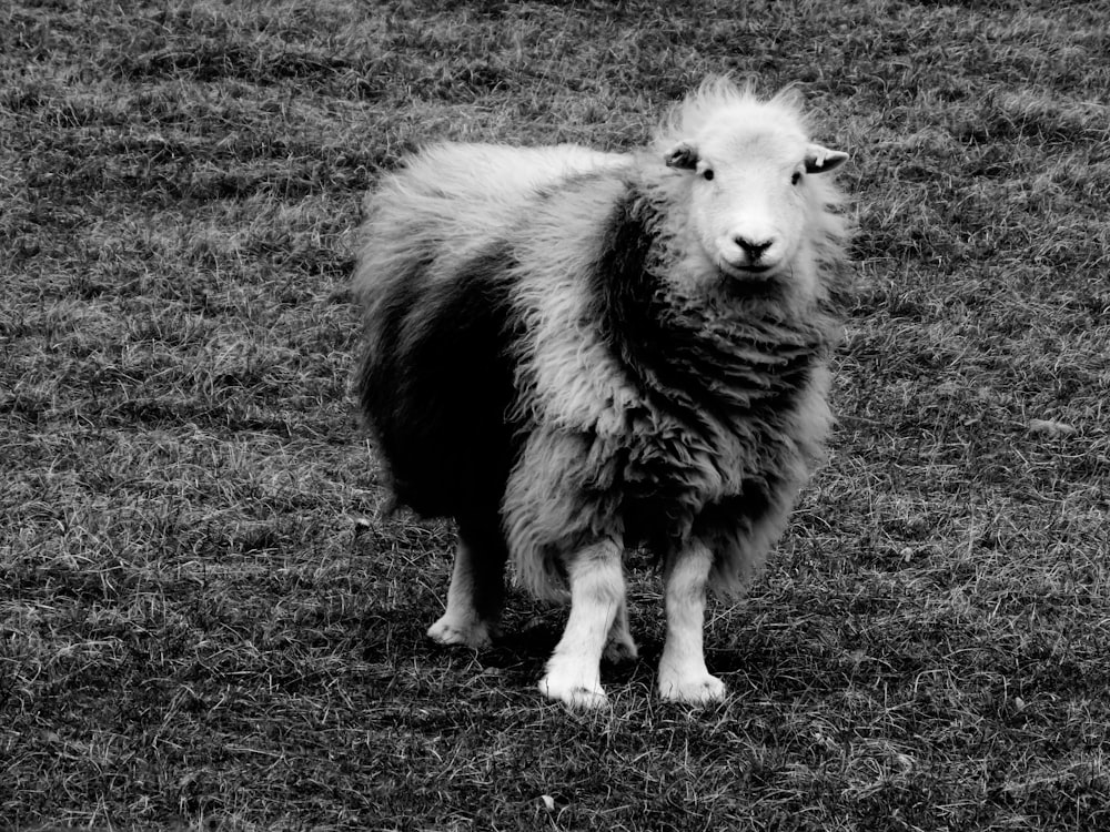 grayscale photo of a cow on a grass field