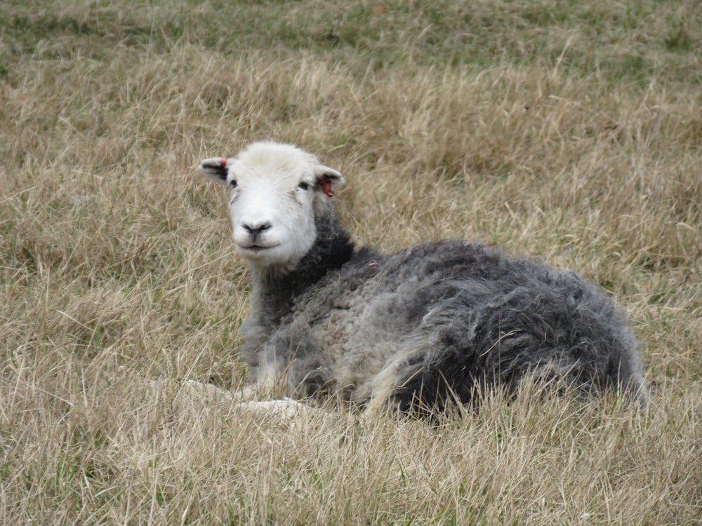 white and black sheep on green grass field during daytime