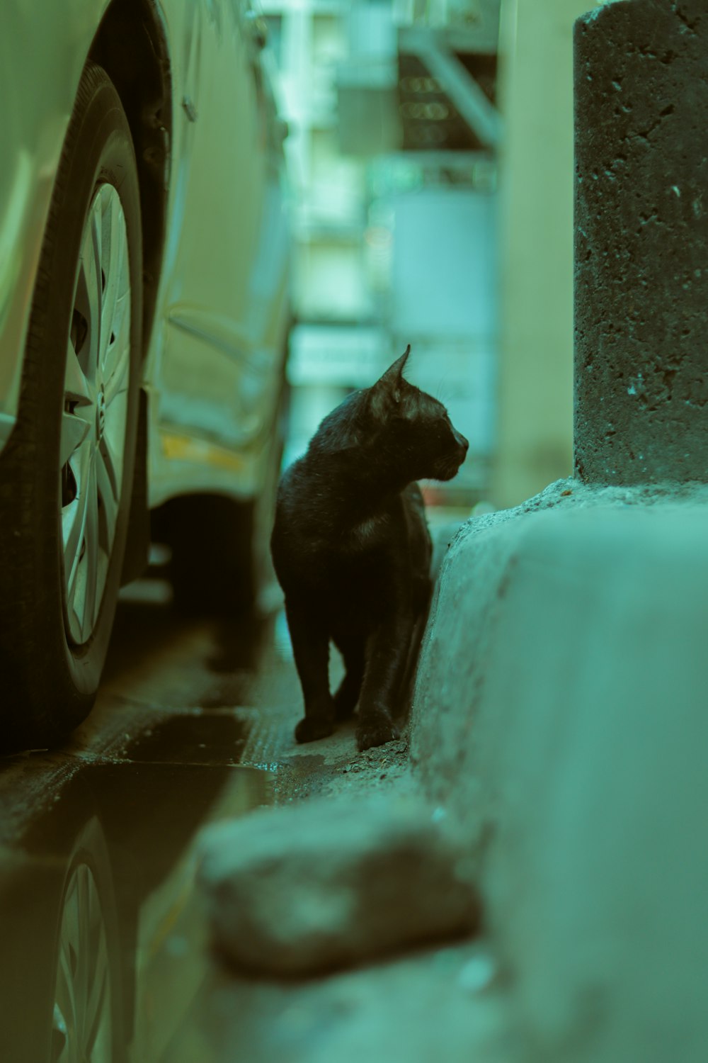 black cat on white car