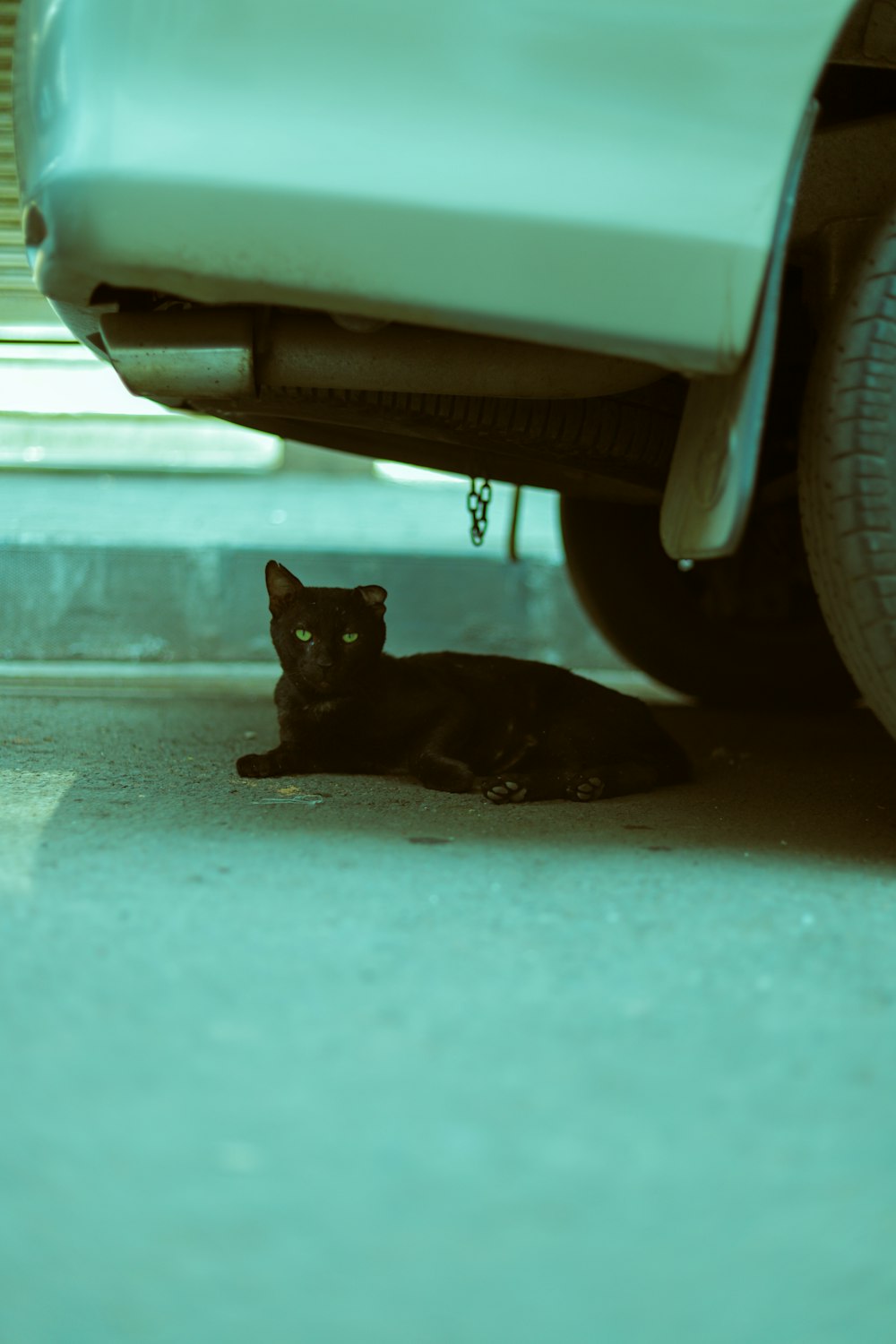 black cat on white car
