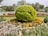 A lush green garden features a large, perfectly rounded bush as the central focus, surrounded by bright marigold flowers. The background includes manicured lawns, trees, and elegant fountains, creating a serene and well-maintained outdoor space.