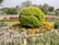A lush green garden features a large, perfectly rounded bush as the central focus, surrounded by bright marigold flowers. The background includes manicured lawns, trees, and elegant fountains, creating a serene and well-maintained outdoor space.