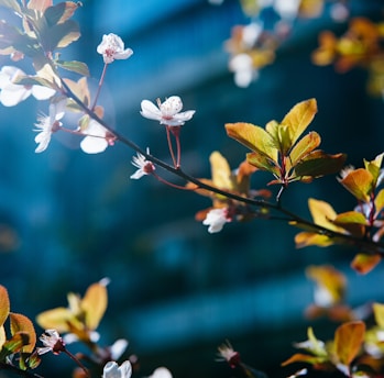 white cherry blossom in close up photography