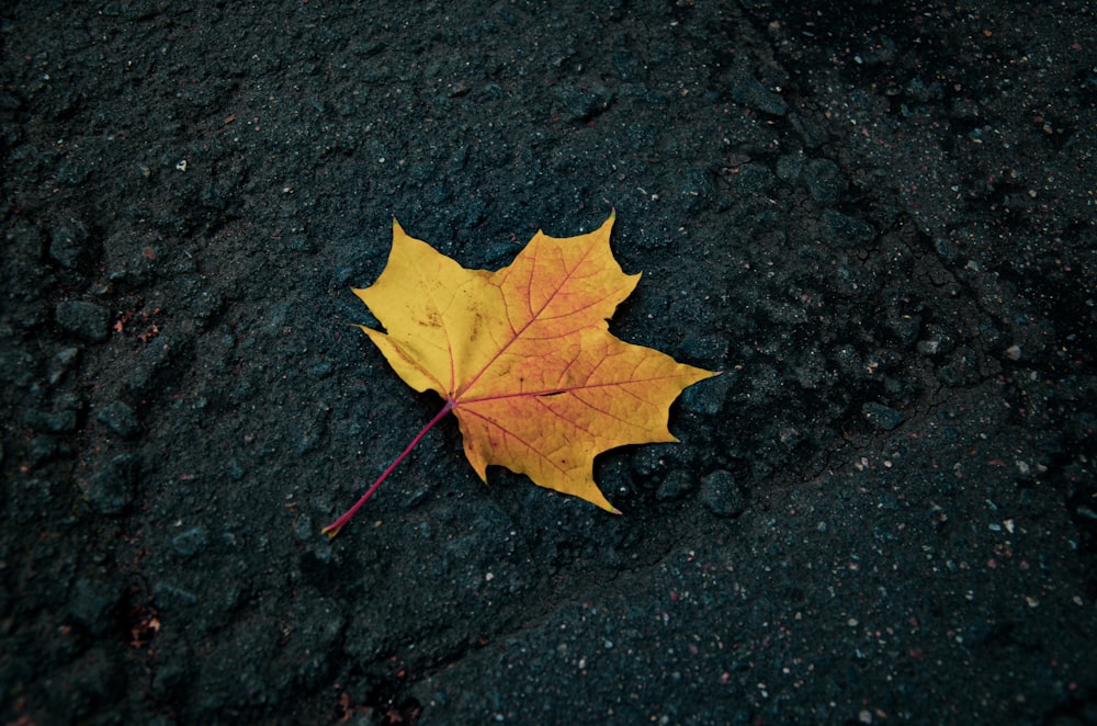 brown maple leaf on black surface