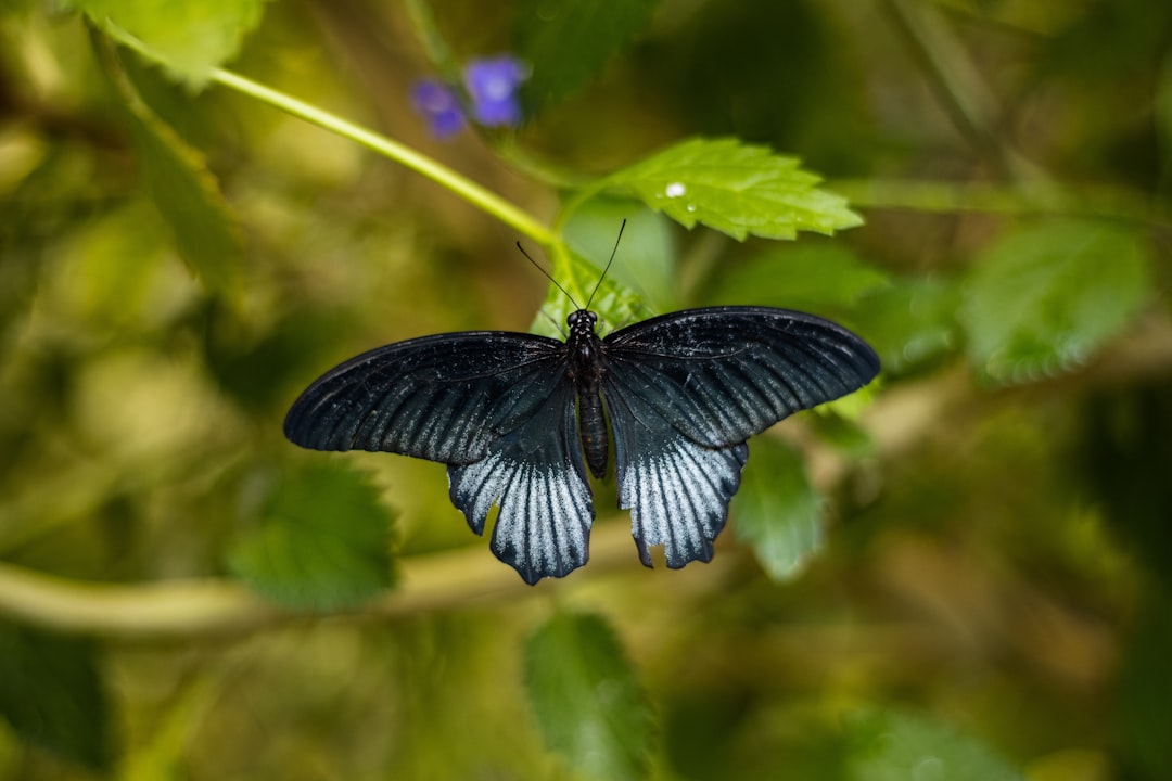 black and white butterfly perched on purple flower in close up photography during daytime