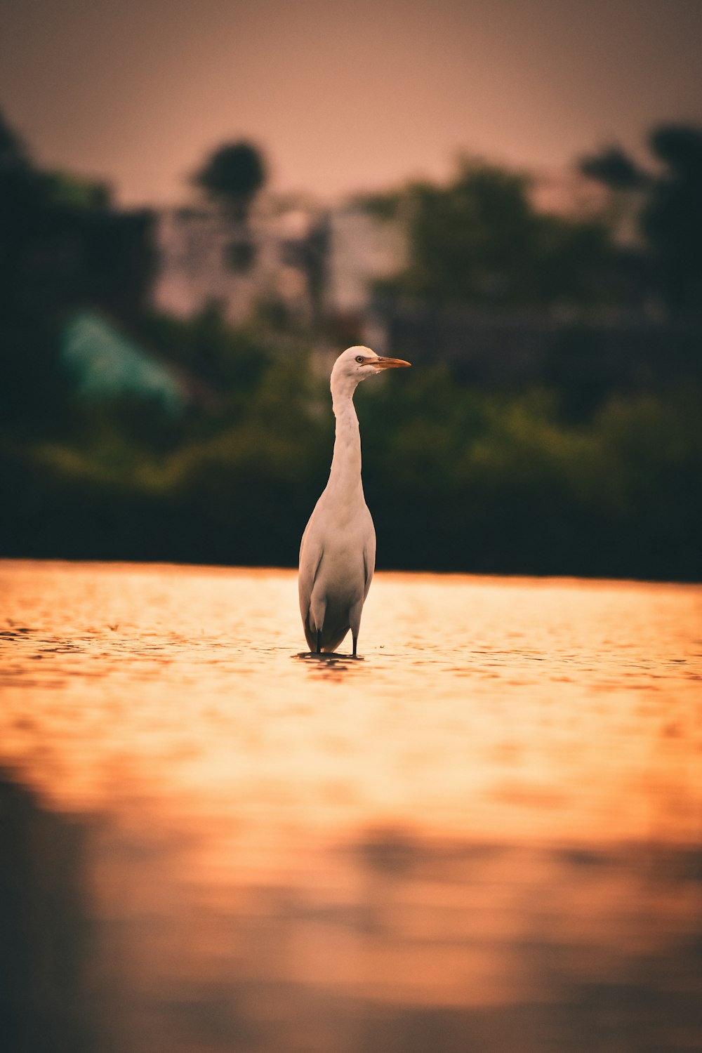 white swan on water during daytime