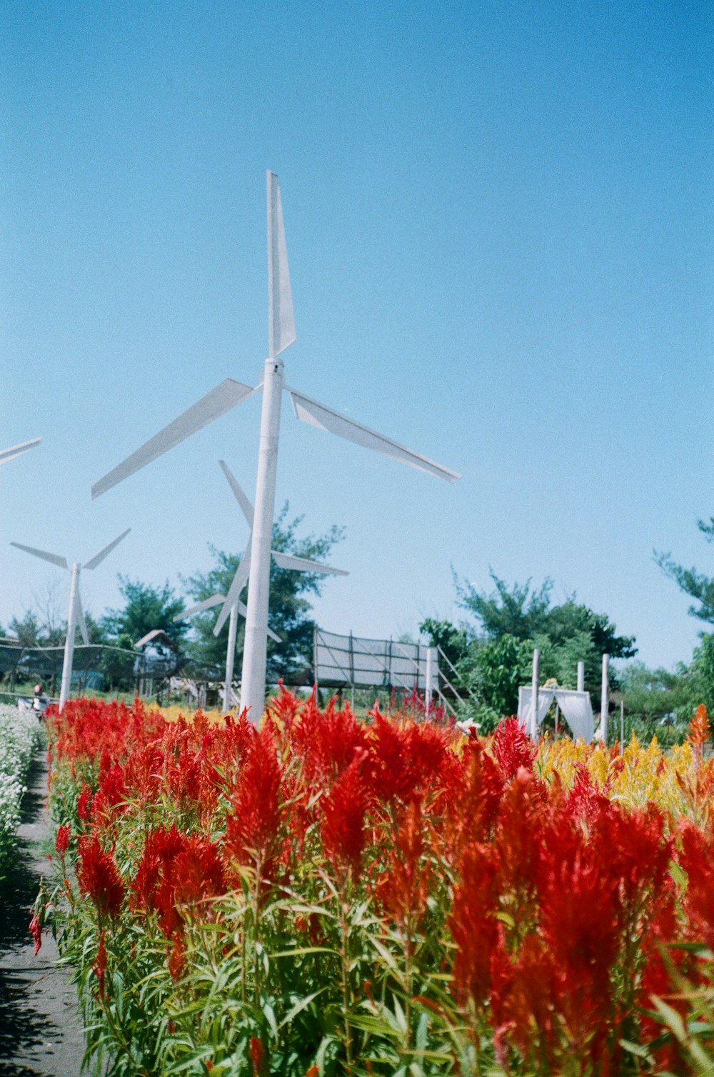 white wind turbine on red and yellow flower field under blue sky during daytime