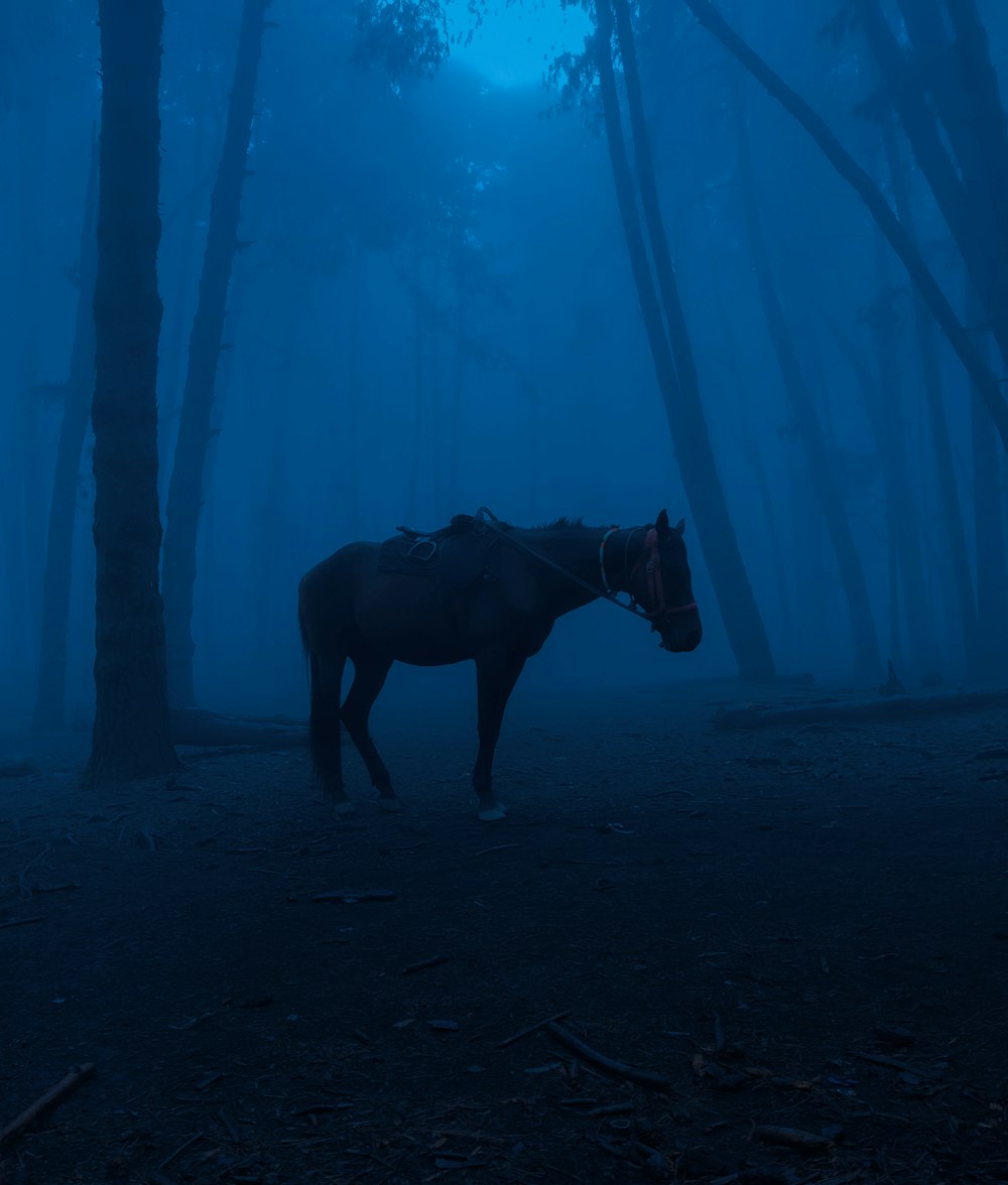 black horse standing under blue sky during daytime