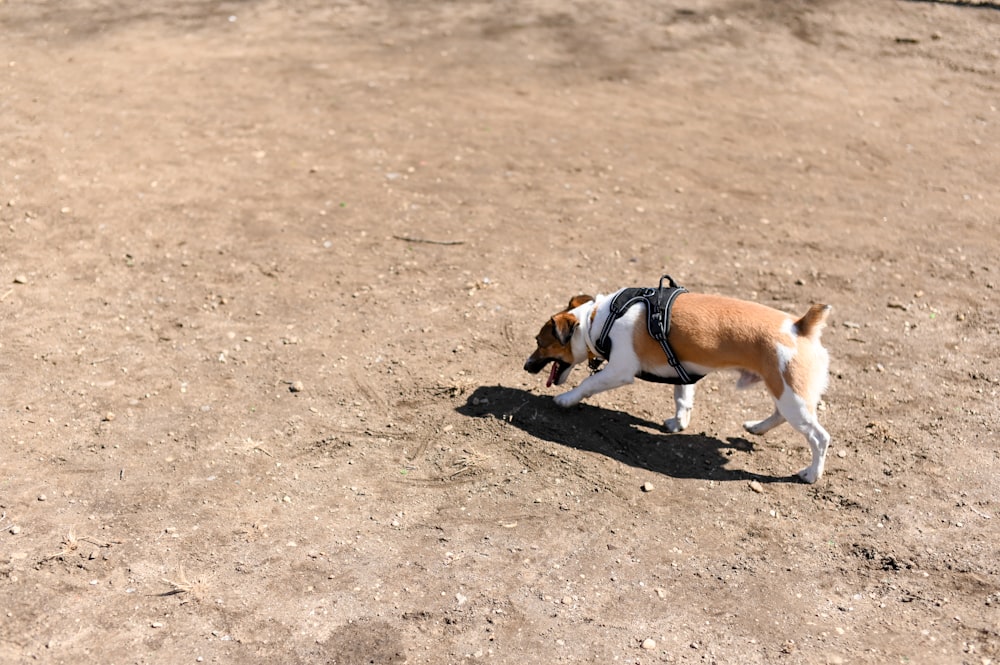 2 brown and white short coated dogs running on brown sand during daytime