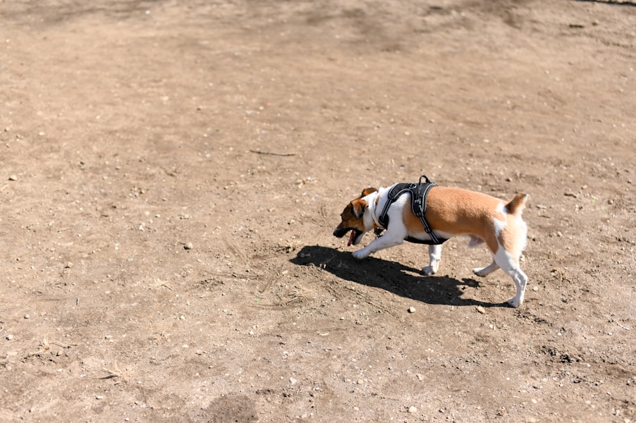 Dog Walking Etiquette UK: The Unwritten Rules Every Owner Should Know