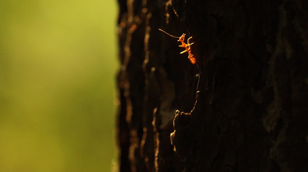 hormiga roja en el tronco de un árbol marrón