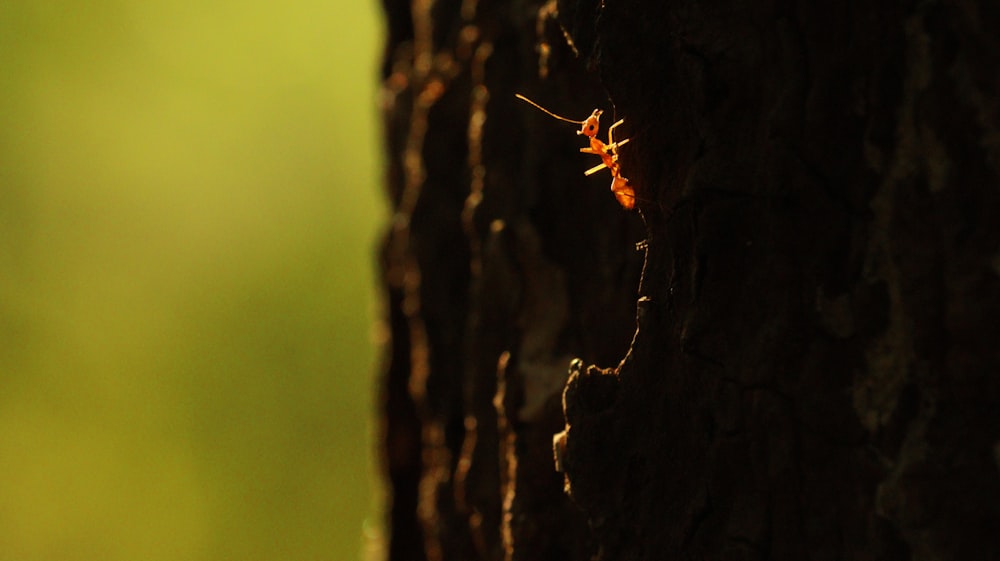 red ant on brown tree trunk