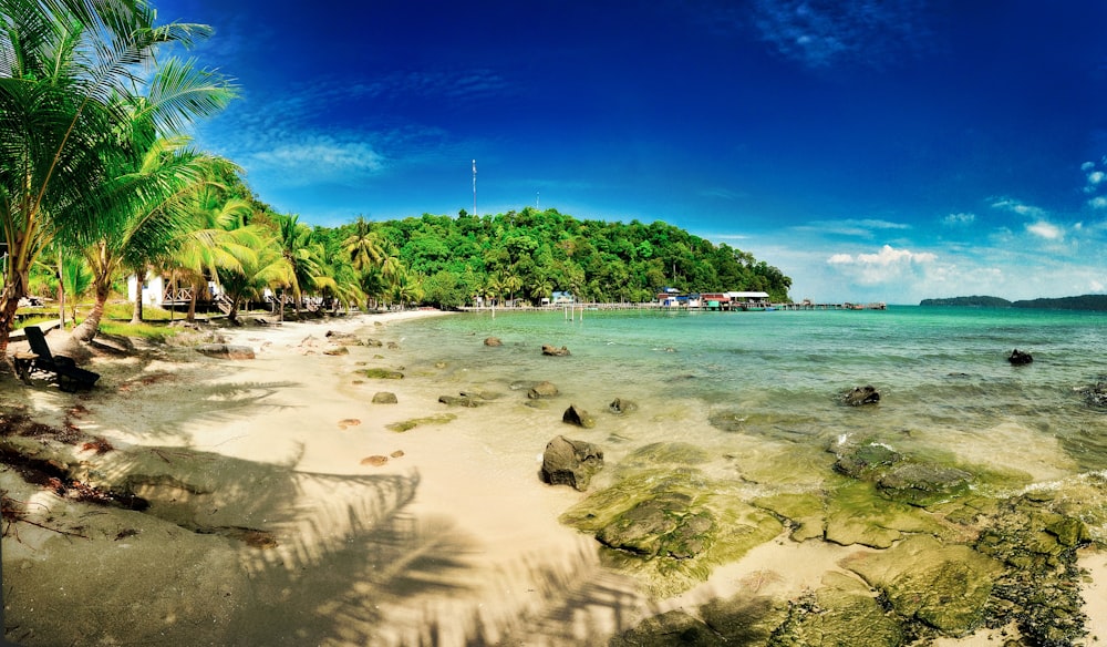 green palm trees on beach shore during daytime