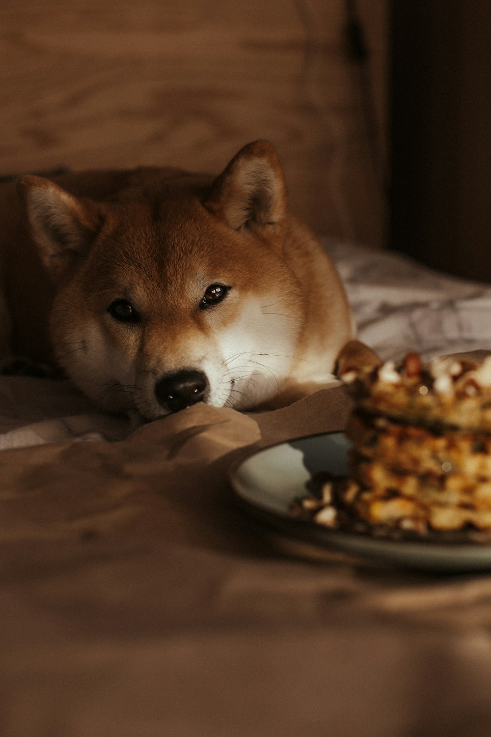 brown and white dog eating food on white ceramic plate